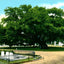 Old Oak Tree