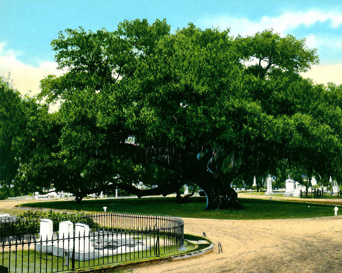 Old Oak Tree