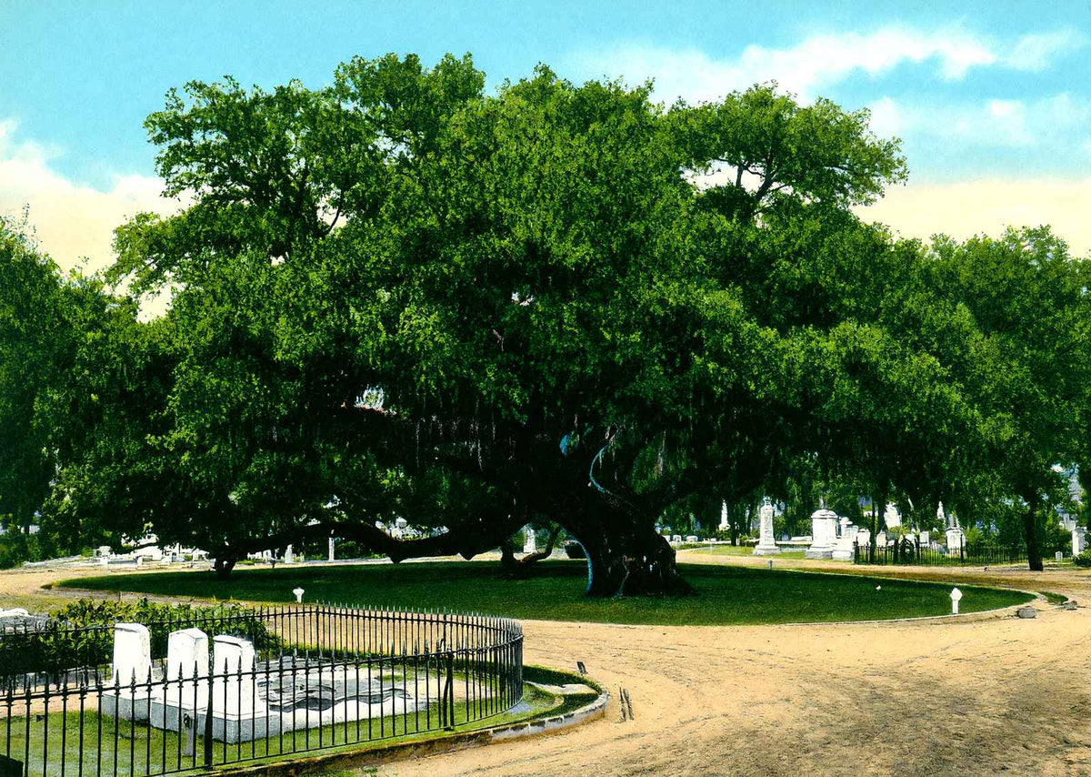 Old Oak Tree Magnolia Cemetery Charleston in 1906 Vintage Print (7 Sizes)