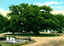 Old Oak Tree Magnolia Cemetery Charleston in 1906 Vintage Print (7 Sizes)