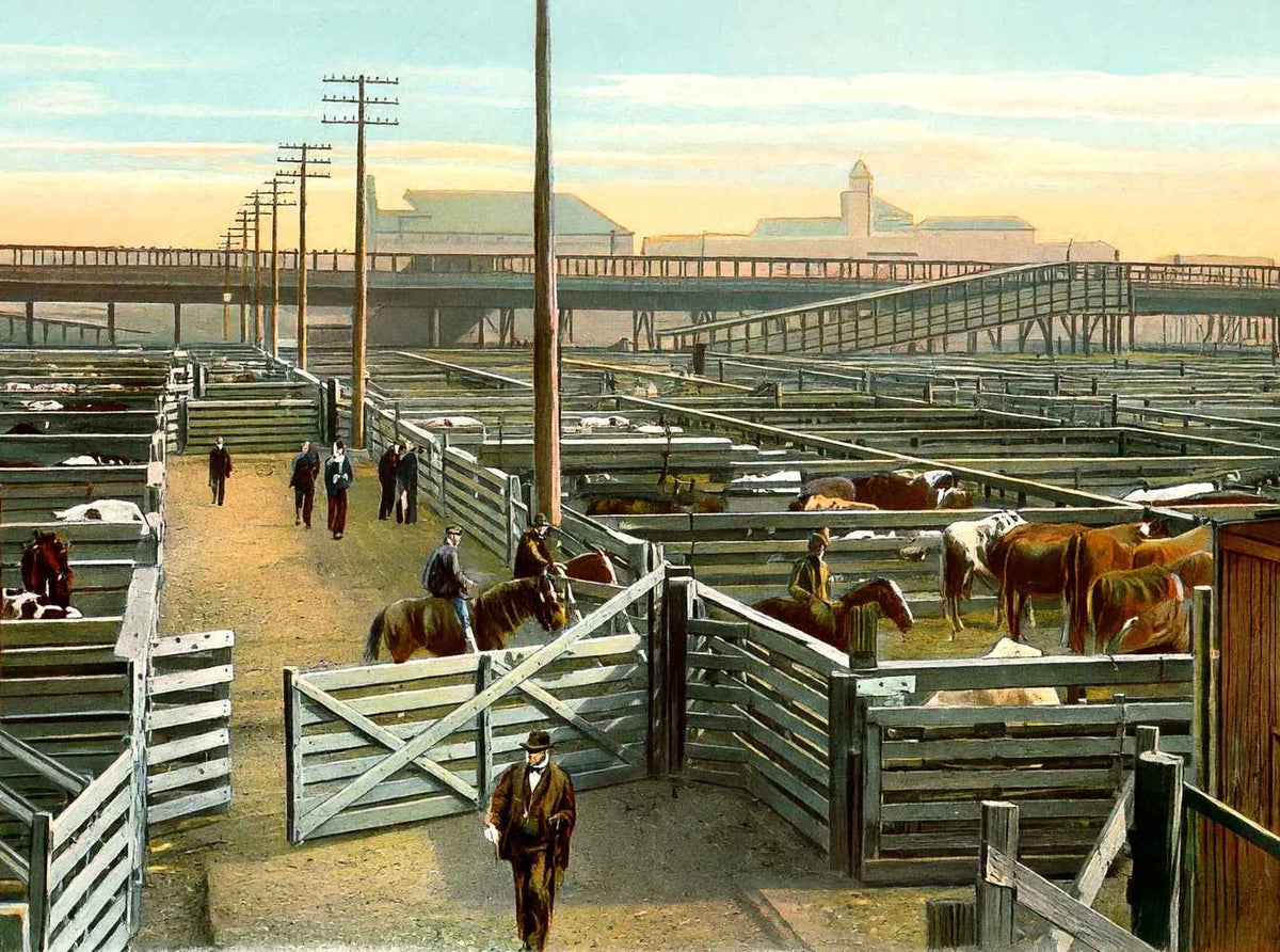 Union Stock Yards Chicago in 1905 Vintage Print (7 Sizes) - Premium Print
