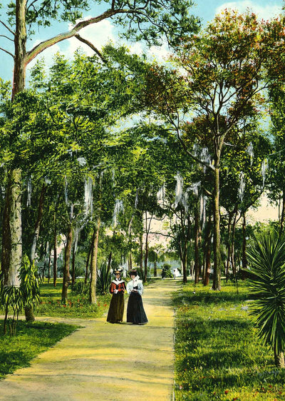 City Park St Petersburg FL in 1908 Vintage Print (7 Sizes) - Reproduction