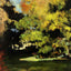 Clearing 1867 Painting by Paul Cezanne Art Print (6 Sizes) - Acid Free