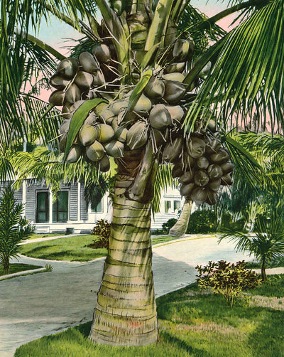 Cocoanut Palm in Fl in 1908 vintage print