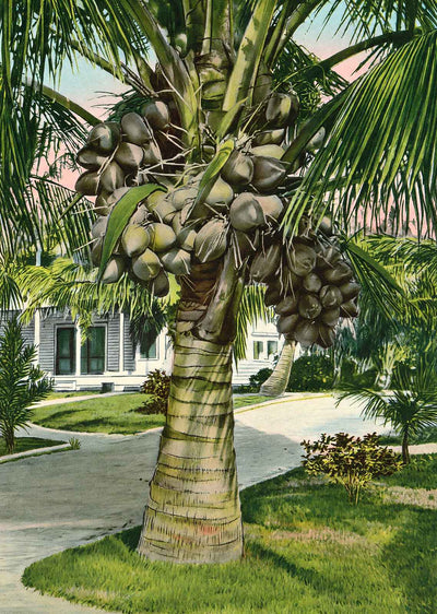 Cocoanut Palm in Florida in 1908 Vintage Print (7 Sizes) - High Quality