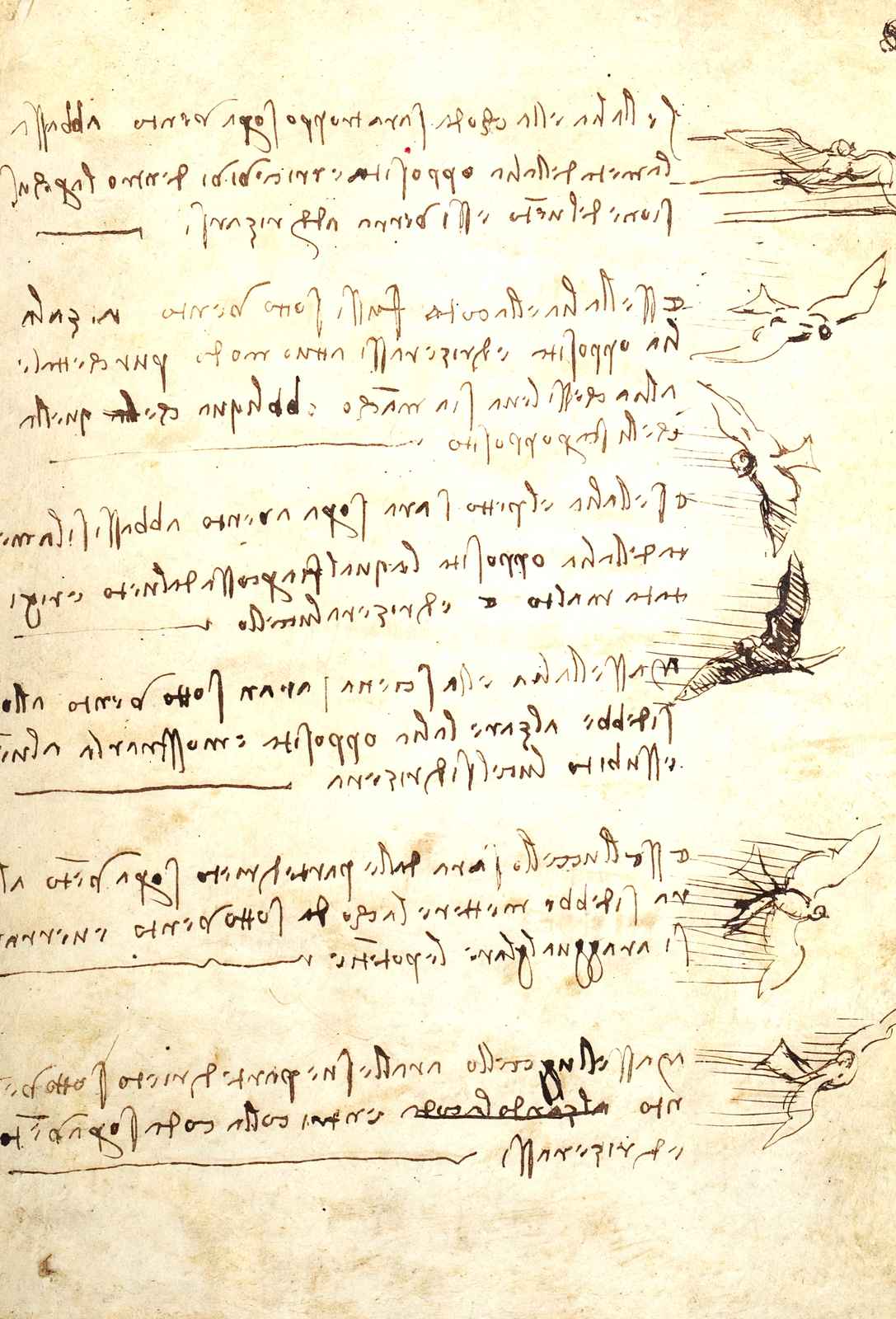 Codex on the Flight of Birds Art Print 1505 Drawing by da Vinci (6 Sizes)