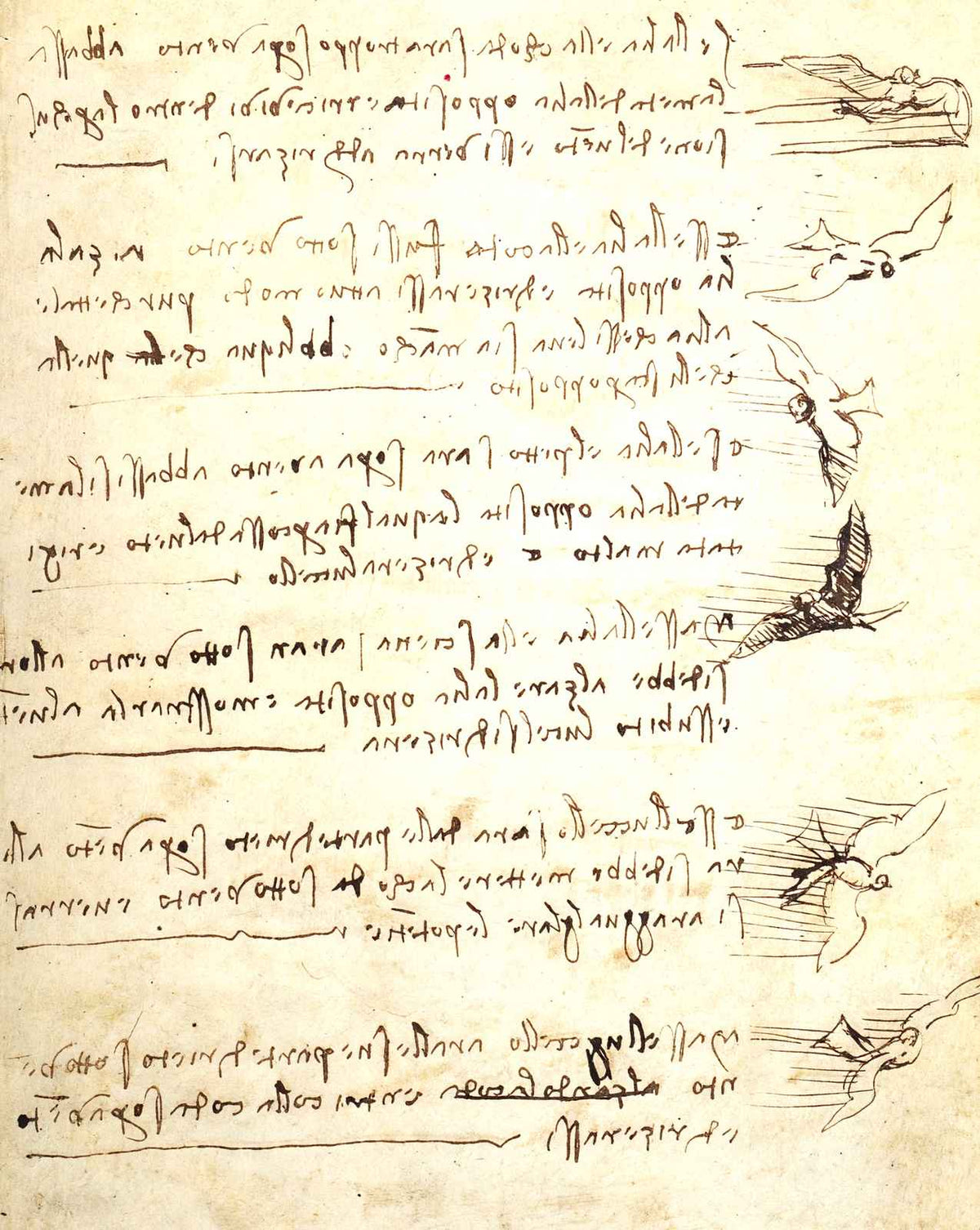Codex on the Flight of Birds art print by Leonardo da Vinci (1505)