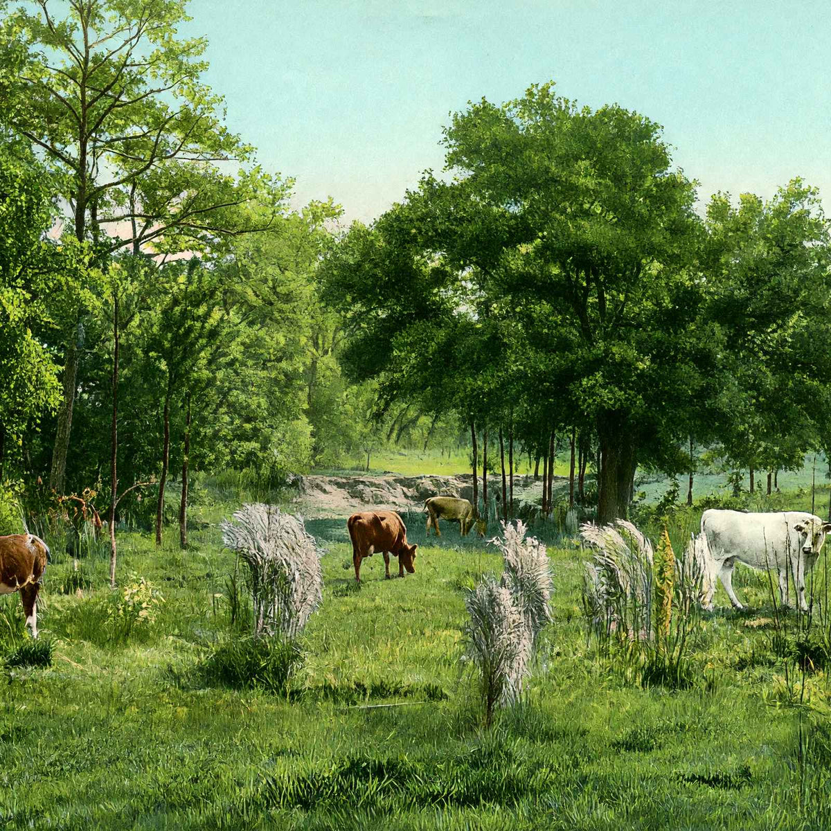 Convent Grounds Mobile Alabama in 1906 Vintage Print (7 Sizes) - Retouched