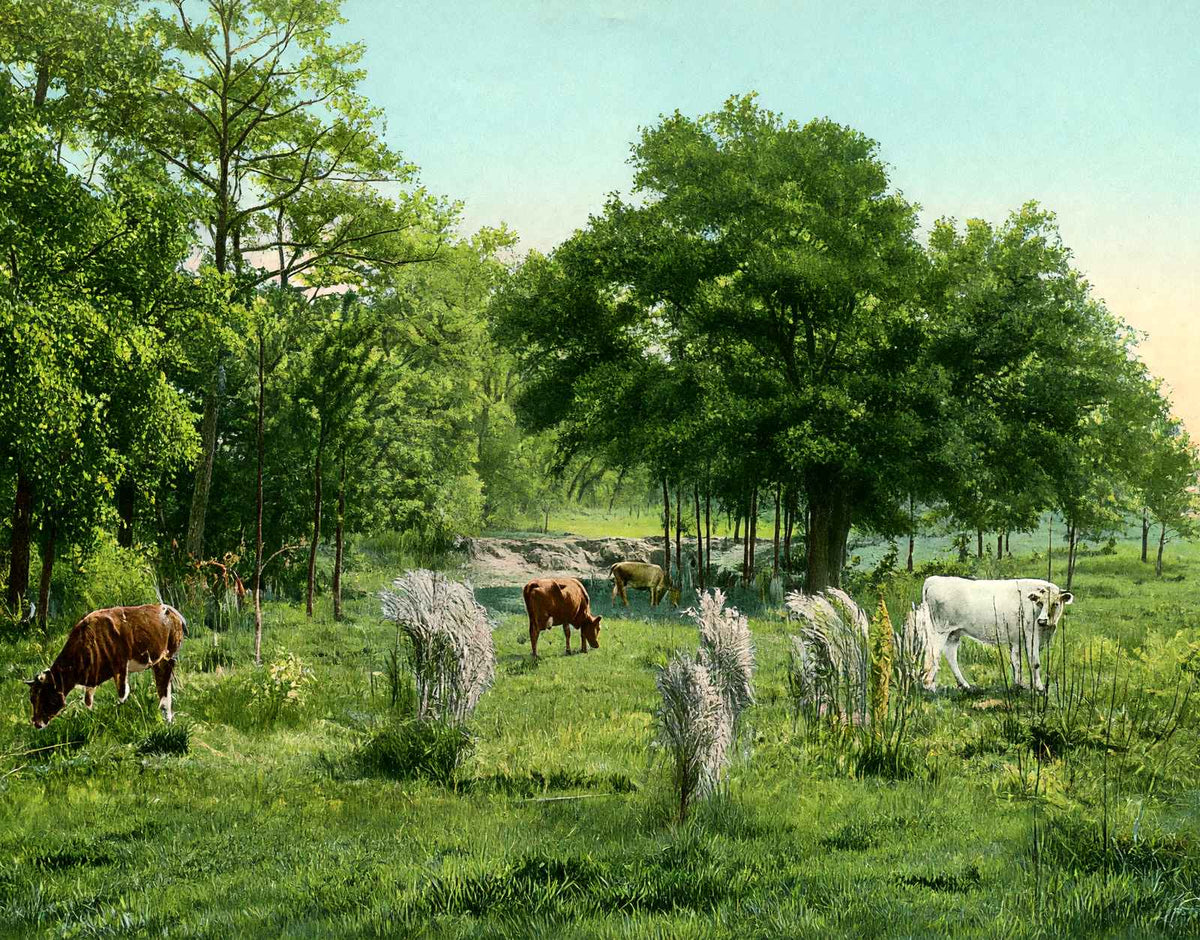 Convent Grounds Mobile Alabama in 1906 Vintage Print (7 Sizes) - Retouched