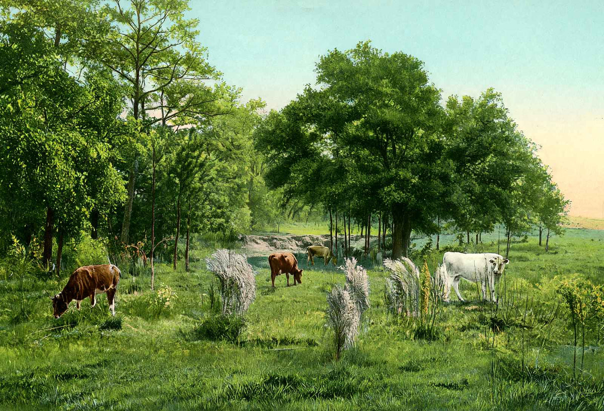 Convent Grounds Mobile Alabama in 1906 Vintage Print (7 Sizes) - Retouched