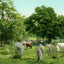 Convent Grounds Mobile Alabama in 1906 Vintage Print (7 Sizes) - Retouched