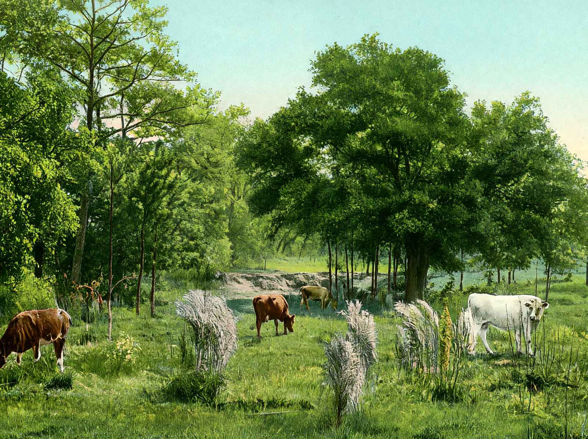 Convent Grounds Mobile Alabama in 1906 Vintage Print (7 Sizes) - Retouched