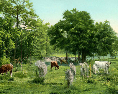Convent Grounds
