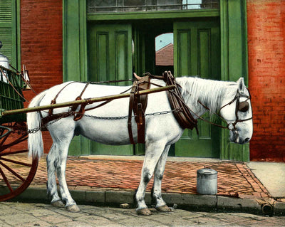 Creole Milk Maid
