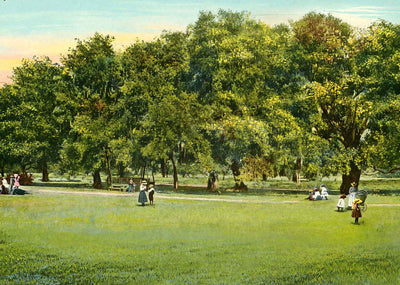 Dueling Oaks City Park New Orleans in 1905 Vintage Print (7 Sizes)