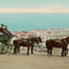 Viewing the Lake from the Boulevard Duluth in 1907 Vintage Print (7 Sizes)
