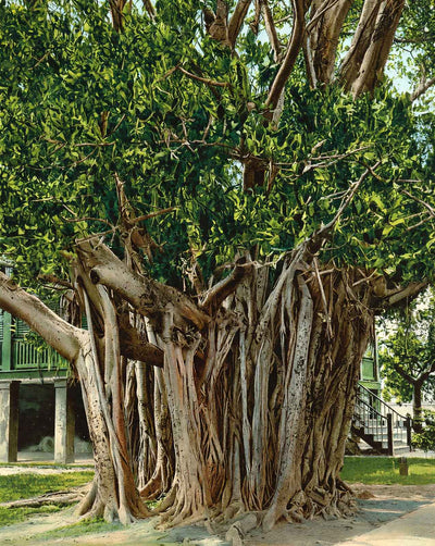 East India Banyan Tree in Key West in 1907 vintage print