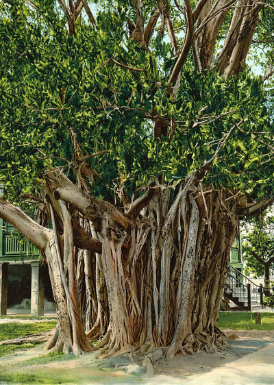 East India Banyan Tree Key West FL in 1907 Vintage Print (7 Sizes) - Retouched