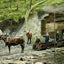 Entrance to an Alabama Coal Mine in 1906 Vintage Print (7 Sizes) - Acid Free