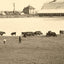 Farm Scene Aberdeen South Dakota in 1905 Vintage Photo (7 Sizes) - Acid Free