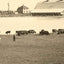 Farm Scene