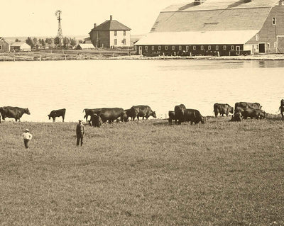 Farm Scene