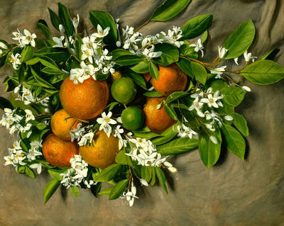 Florida Oranges