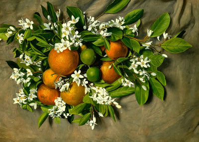 Florida Oranges Fruit and Blossoms in 1908 Painting Print (7 Sizes) - Enhanced