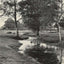 A Forest Brook Silver Birches New Forest in 1903 Vintage Print (7 Sizes)