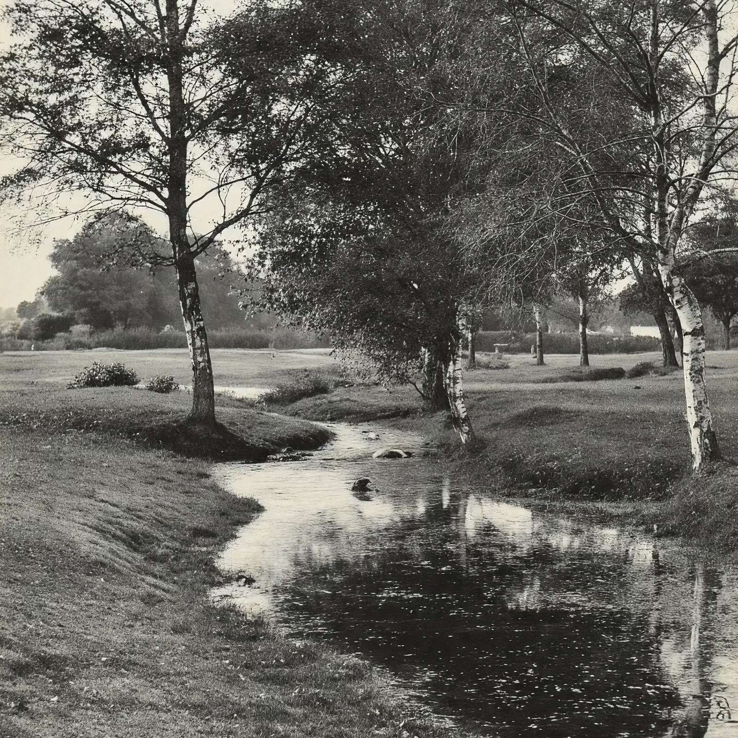 A Forest Brook Silver Birches New Forest in 1903 Vintage Print (7 Sizes)