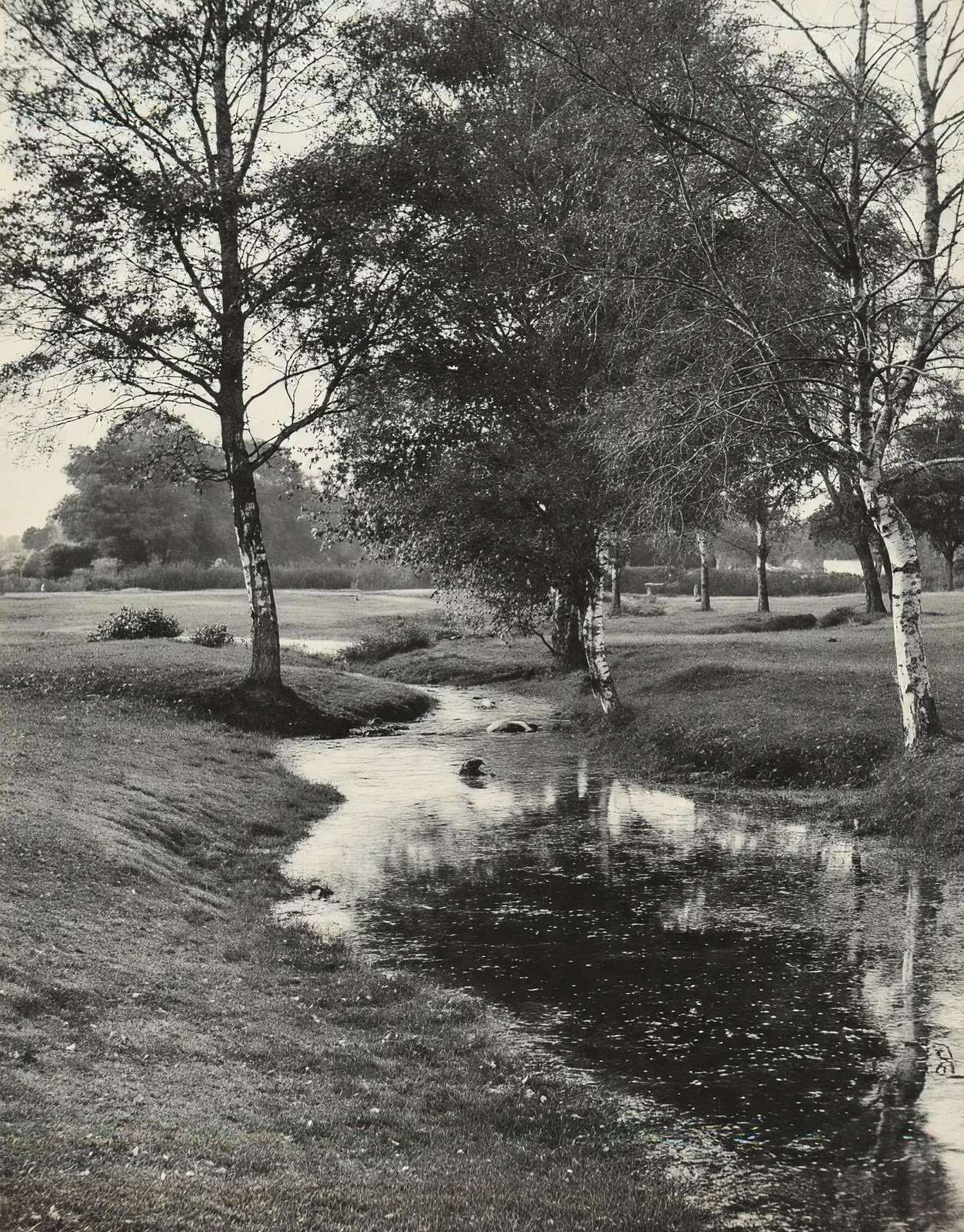 A Forest Brook Silver Birches New Forest in 1903 Vintage Print (7 Sizes)