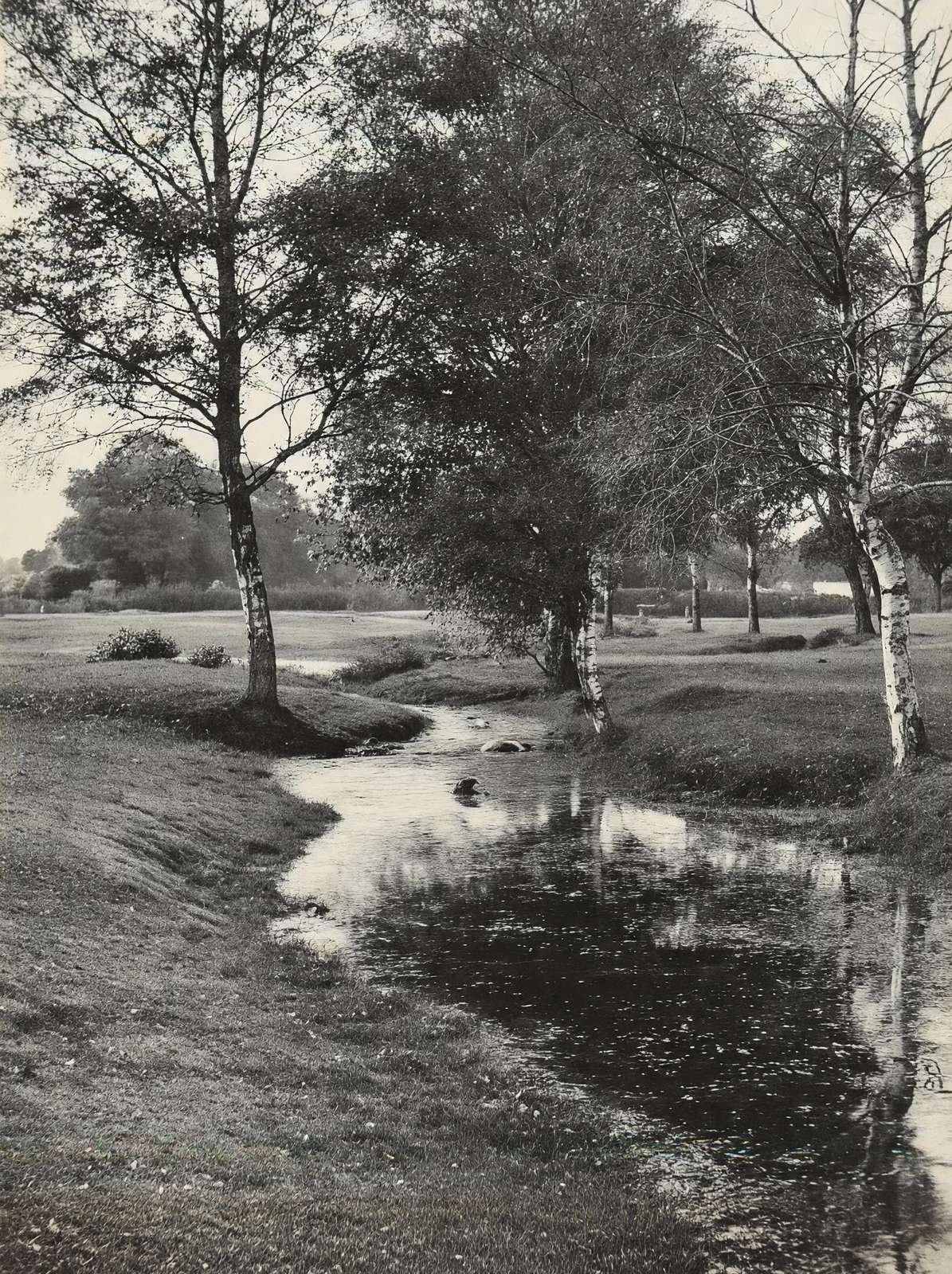 A Forest Brook Silver Birches New Forest in 1903 Vintage Print (7 Sizes)