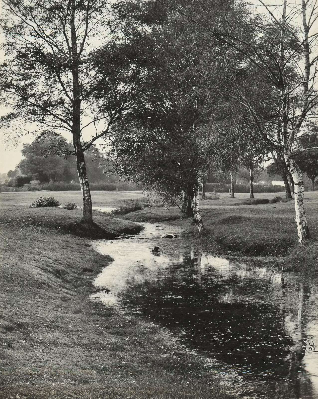 A Forest Brook