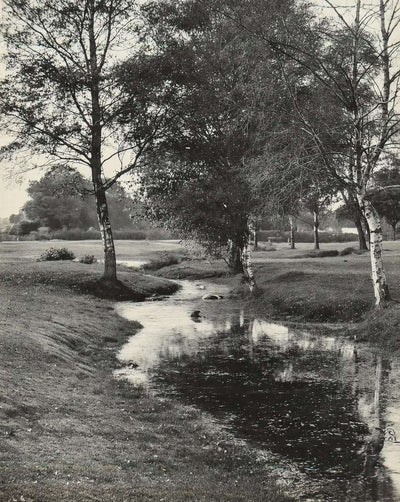 A Forest Brook