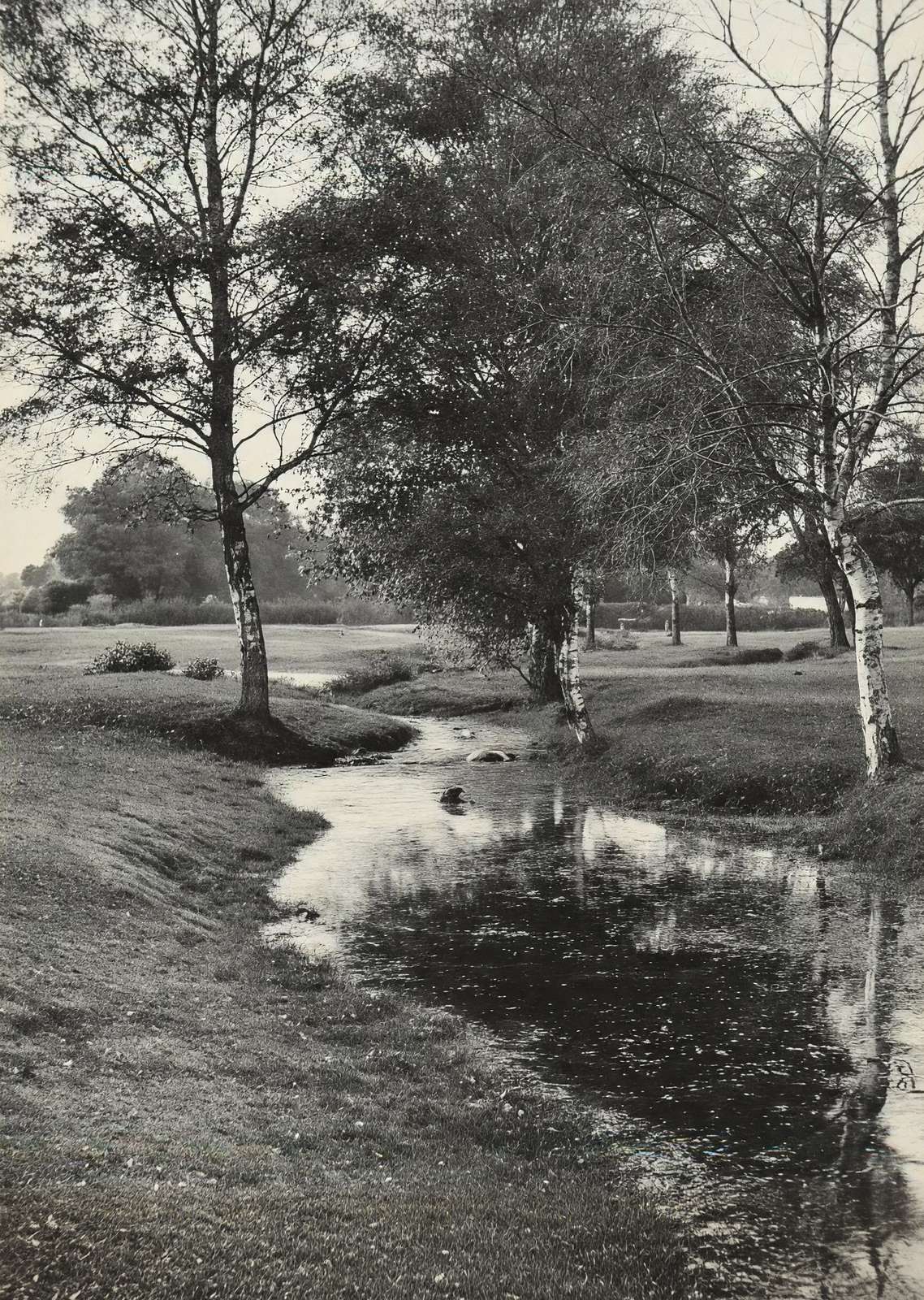 A Forest Brook Silver Birches New Forest in 1903 Vintage Print (7 Sizes)