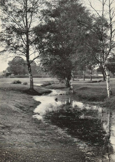 A Forest Brook Silver Birches New Forest in 1903 Vintage Print (7 Sizes)