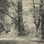 A Forest Road Oaks and Elms New Forest in 1903 Vintage Print (7 Sizes)
