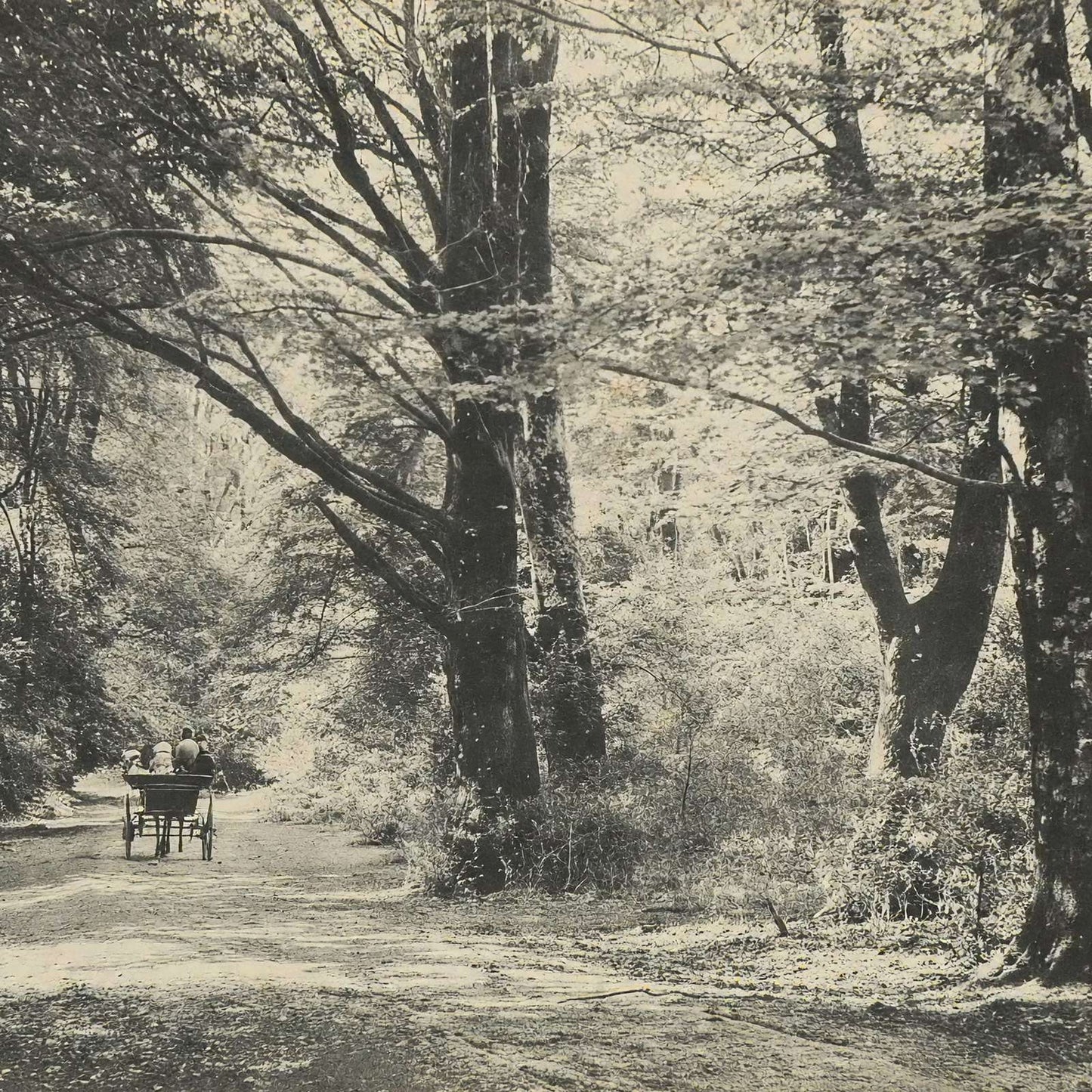 A Forest Road Oaks and Elms New Forest in 1903 Vintage Print (7 Sizes)