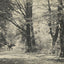 A Forest Road Oaks and Elms New Forest in 1903 Vintage Print (7 Sizes)