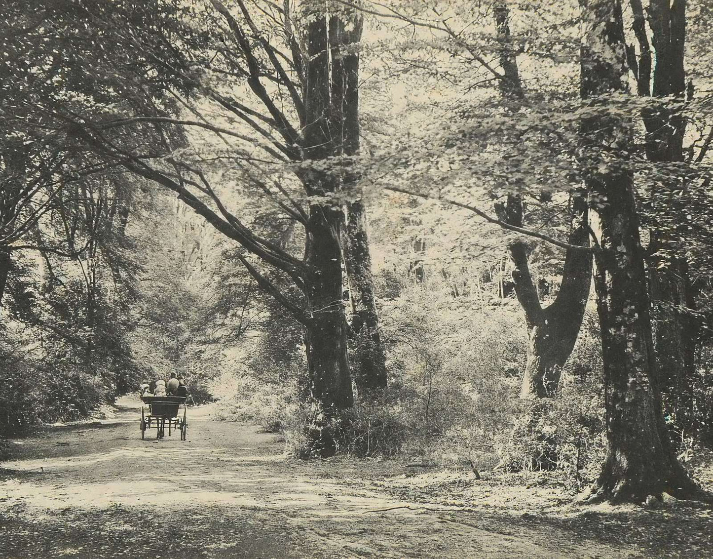 A Forest Road Oaks and Elms New Forest in 1903 Vintage Print (7 Sizes)