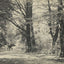 A Forest Road Oaks and Elms New Forest in 1903 Vintage Print (7 Sizes)