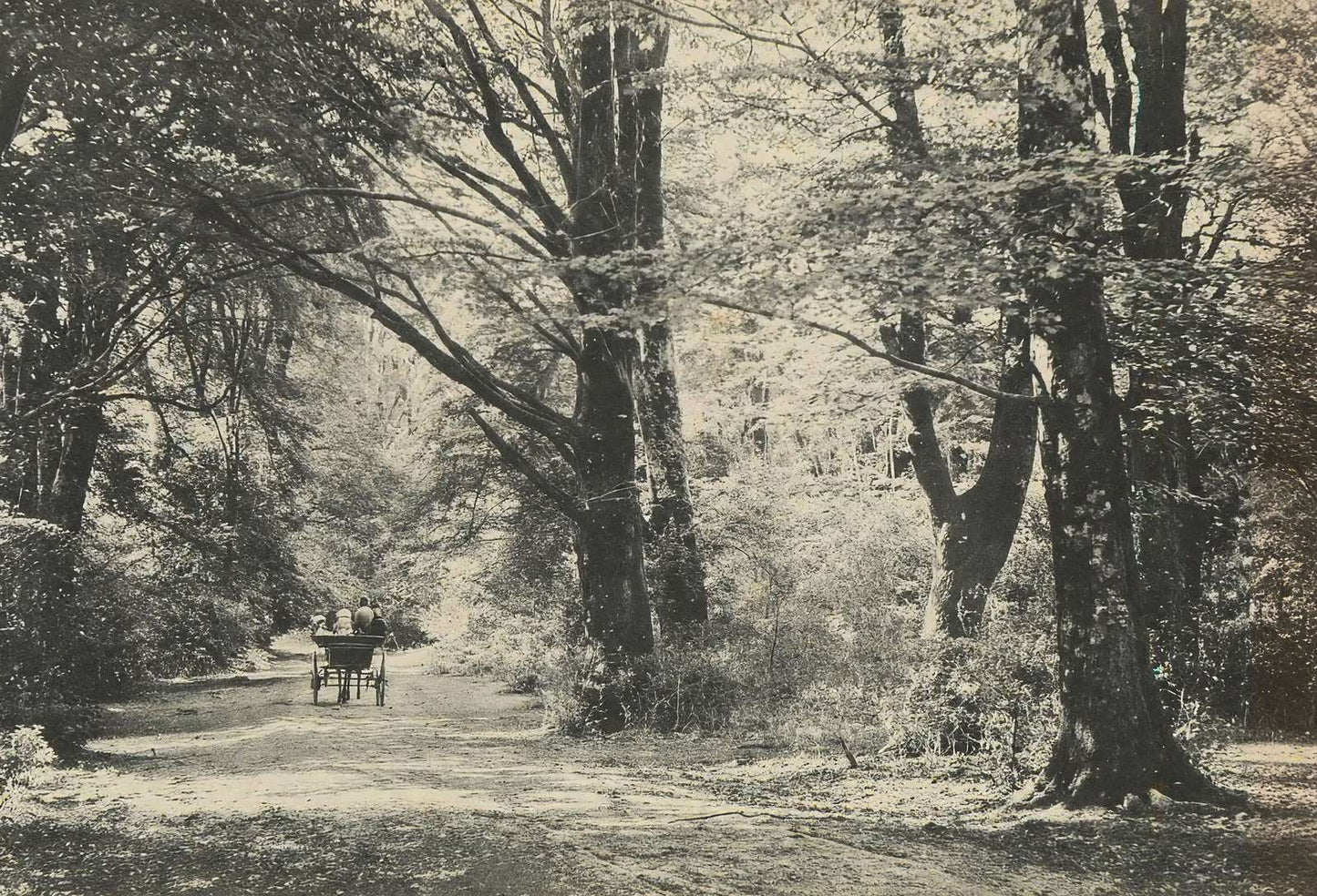 A Forest Road Oaks and Elms New Forest in 1903 Vintage Print (7 Sizes)