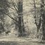 A Forest Road Oaks and Elms New Forest in 1903 Vintage Print (7 Sizes)