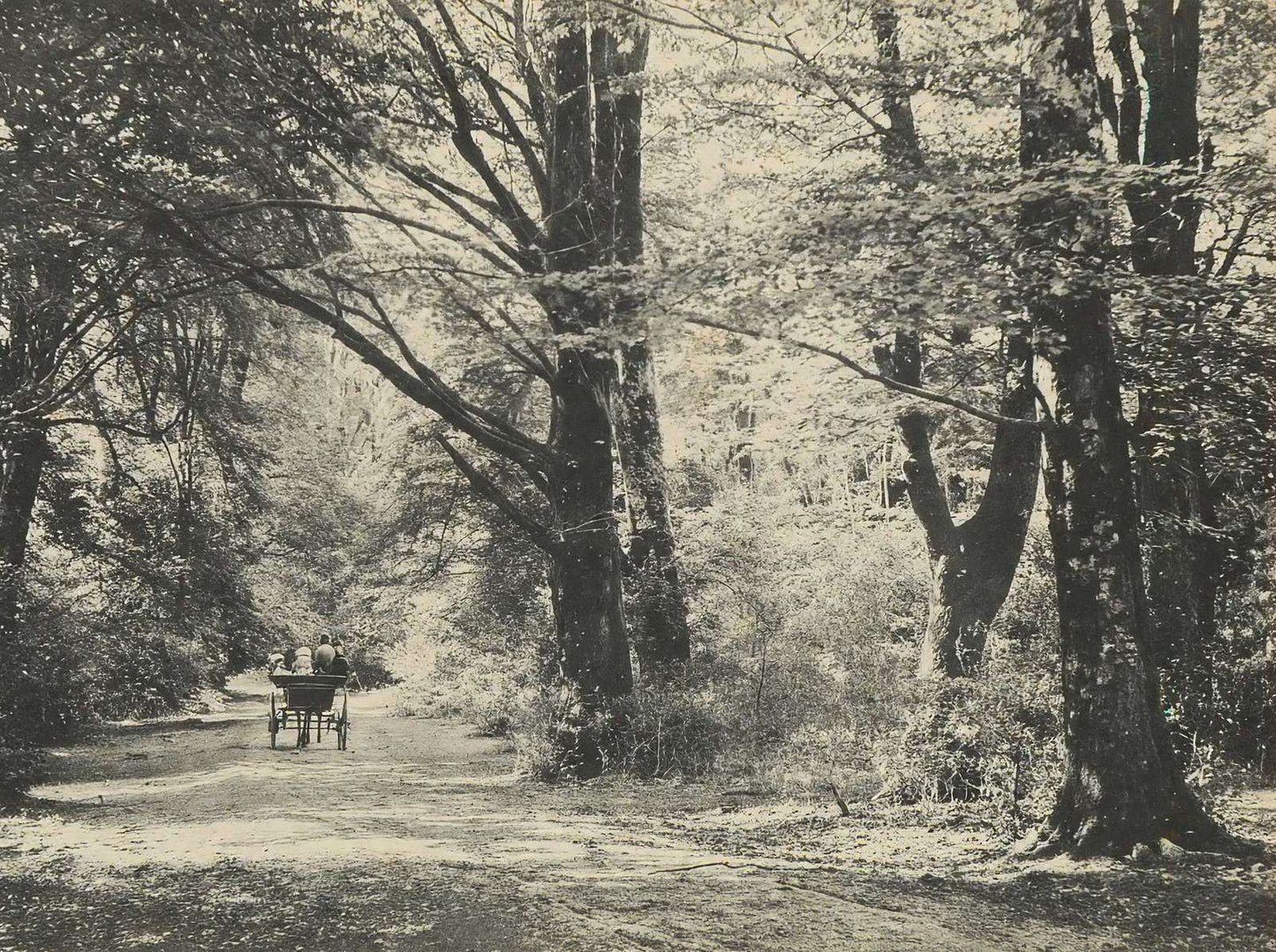 A Forest Road Oaks and Elms New Forest in 1903 Vintage Print (7 Sizes)