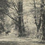 A Forest Road