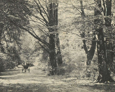 A Forest Road