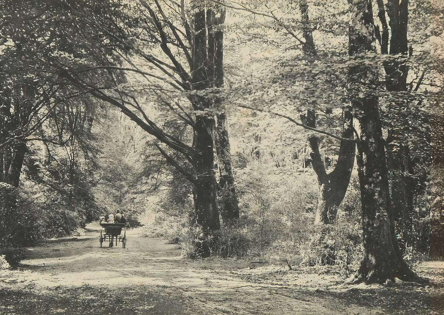 A Forest Road Oaks and Elms New Forest in 1903 Vintage Print (7 Sizes)