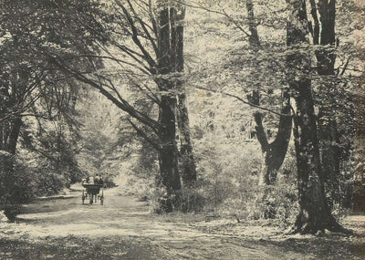 A Forest Road Oaks and Elms New Forest in 1903 Vintage Print (7 Sizes)