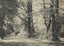 A Forest Road Oaks and Elms New Forest in 1903 Vintage Print (7 Sizes)