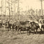 From Forest to Mill in Mobile, Alabama 1906 Vintage Print (7 Sizes) - Retouched
